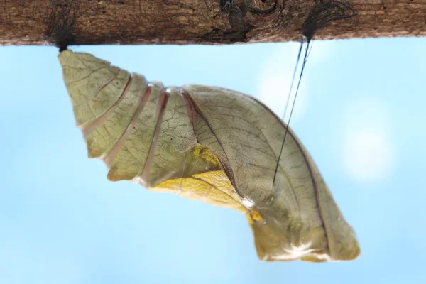 Hermosa crisálida monarca en el árbol, mariposa — Foto de Stock