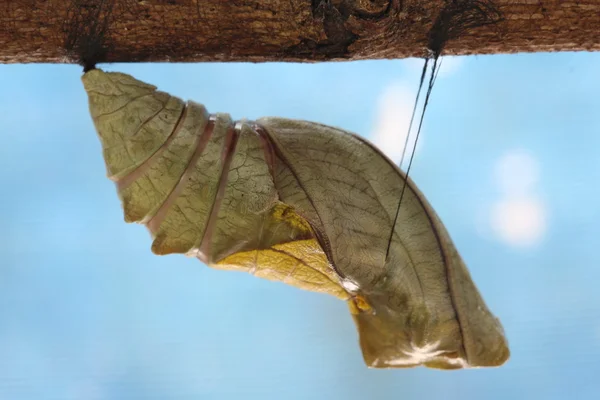 Hermosa crisálida monarca en el árbol, mariposa — Foto de Stock