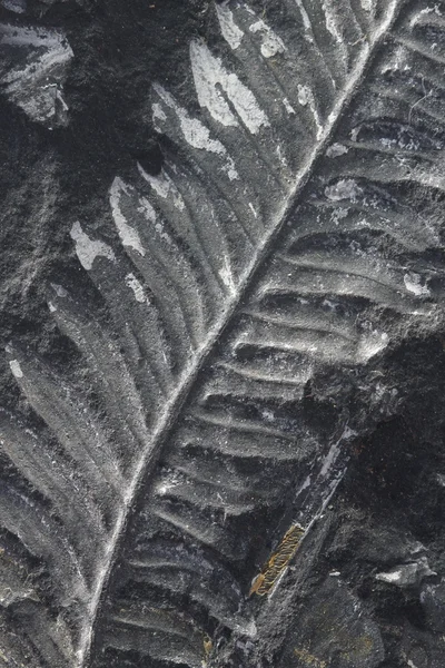 Helecho fosilizado macro sobre piedra negra —  Fotos de Stock