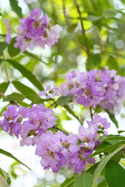 Close up pink purple blossom flower — Stock Photo, Image