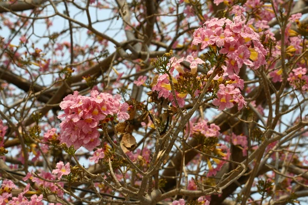 Close up rosa flor roxa — Fotografia de Stock