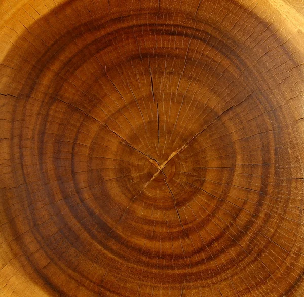 Primer plano textura de madera fondo — Foto de Stock