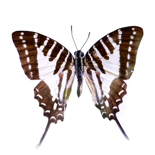 Farfalla colorata isolata su bianco — Foto Stock