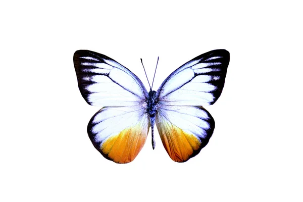 Colorful butterfly isolated on white — Stock Photo, Image