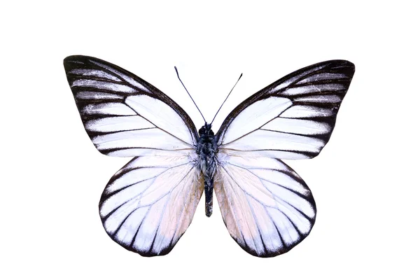 Барвисті метелики ізольовані на білому — стокове фото