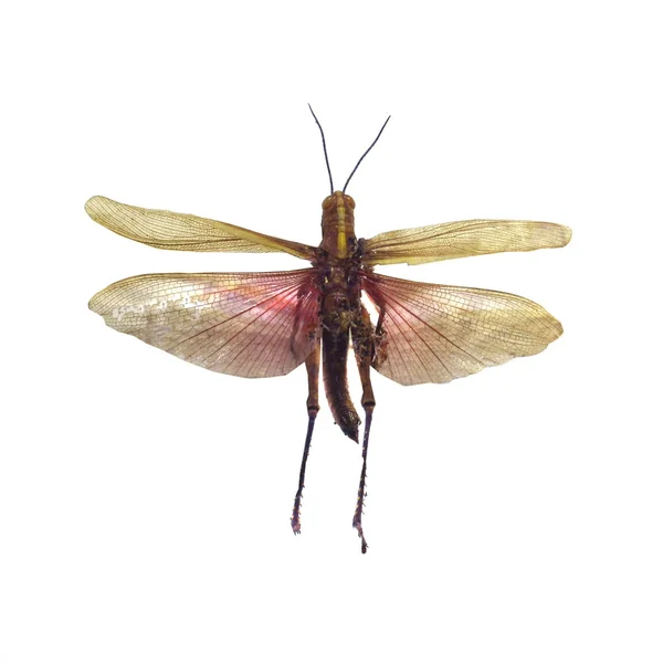 흰색 배경에 고립 된 큰 메뚜기 — 스톡 사진