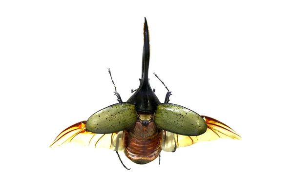 在白色背景上隔离的甲虫 — 图库照片
