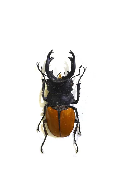 Käfer isoliert auf weißem Hintergrund — Stockfoto