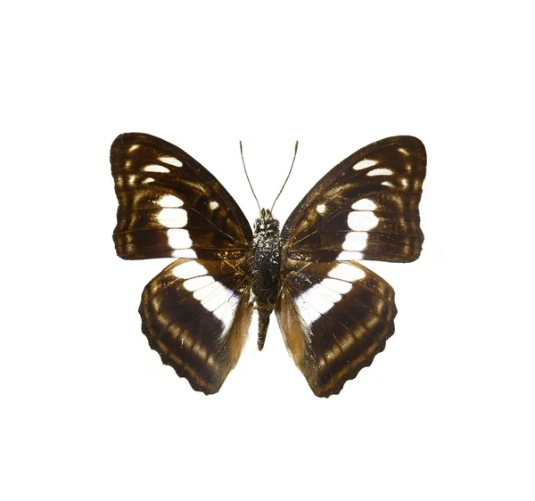 Mariposa colorida aislada en blanco — Foto de Stock