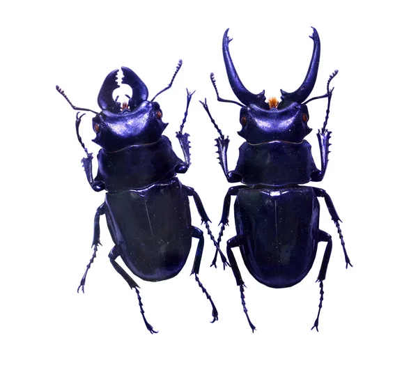 Escarabajo aislado sobre fondo blanco — Foto de Stock