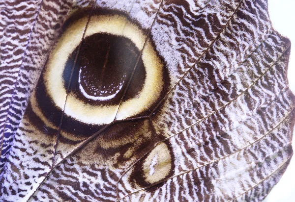 Fargerik sommerfugl isolert på hvit – stockfoto