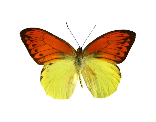 Papillon coloré isolé sur blanc — Photo