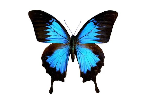 beyaz izole renkli kelebek