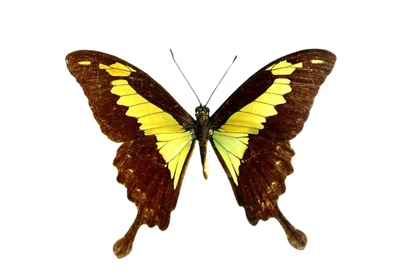 Beyaz izole renkli kelebek — Stok fotoğraf