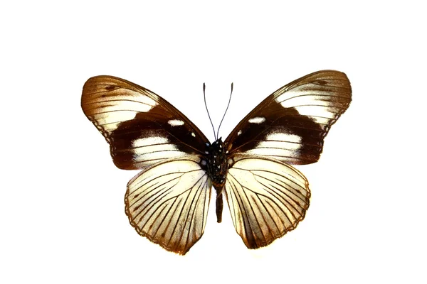 Mariposa colorida aislada en blanco — Foto de Stock