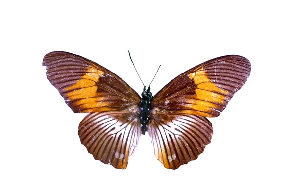 Bunte Schmetterling isoliert auf weiß — Stockfoto