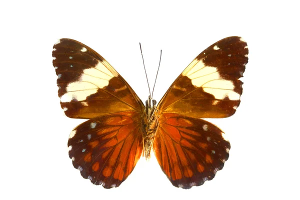 Bunte Schmetterling isoliert auf weiß — Stockfoto