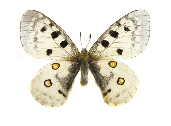 カラフルな蝶を白で隔離されます。 — ストック写真