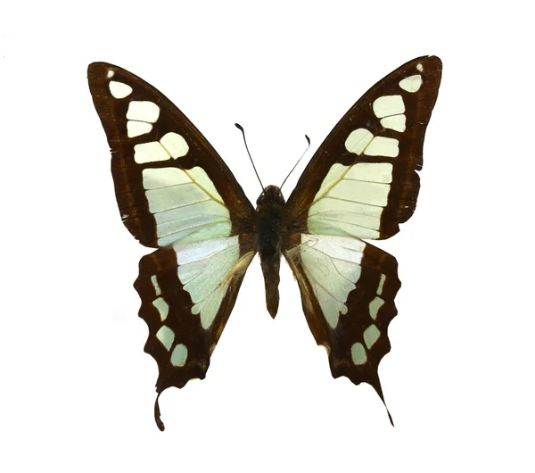 Papillon coloré isolé sur blanc — Photo