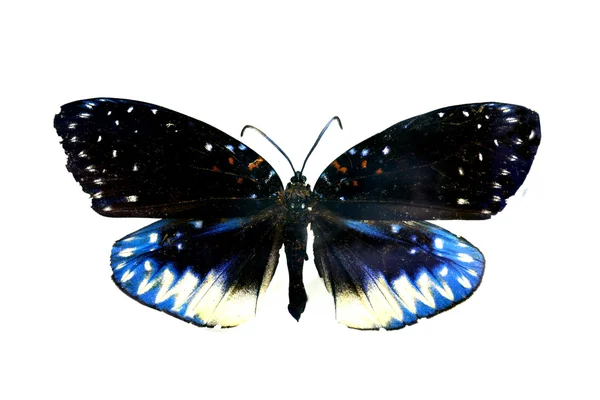 Papillon coloré isolé sur blanc — Photo