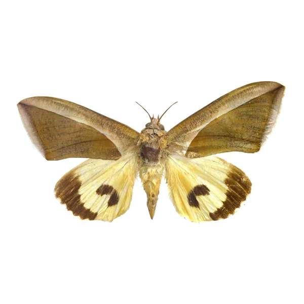 Borboleta colorida isolada em branco — Fotografia de Stock