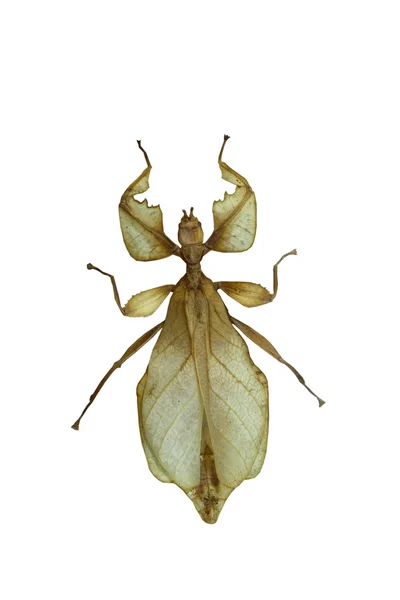 흰색 배경에 고립 된 큰 메뚜기 — 스톡 사진