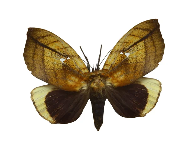Барвисті метелики ізольовані на білому — стокове фото