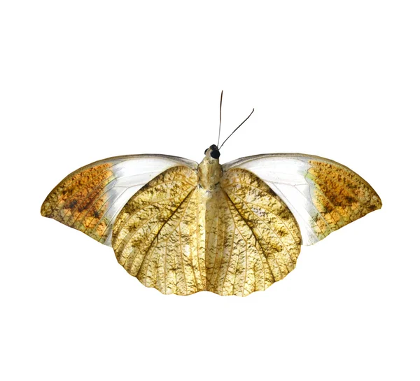 Papillon coloré isolé sur blanc — Photo