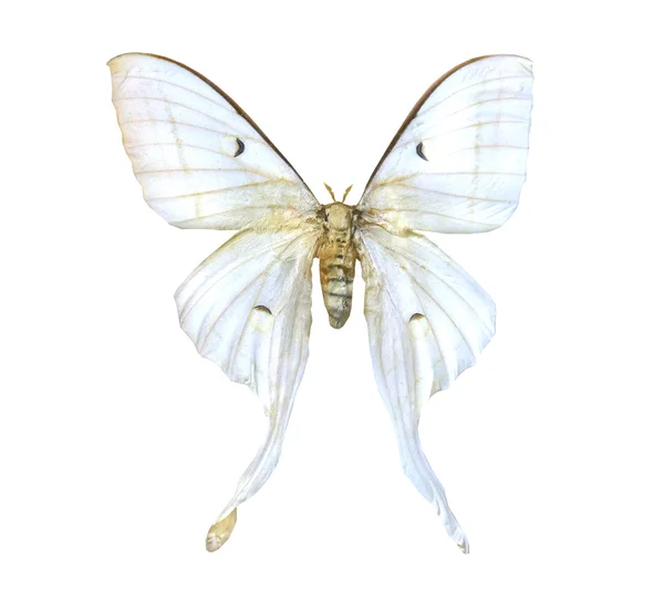 Mariposa colorida aislada en blanco — Foto de Stock