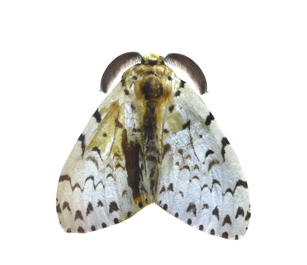 Mariposa colorida aislada en blanco —  Fotos de Stock