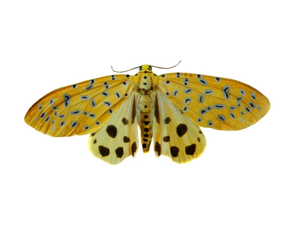 Красочная бабочка, изолированная на белом — стоковое фото