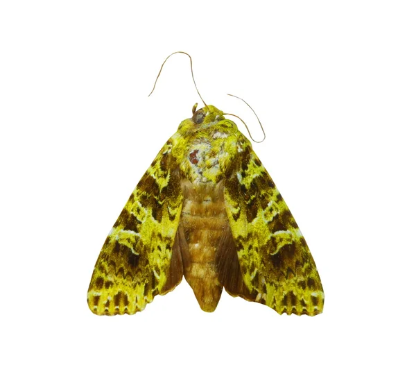 Kleurrijke vlinder geïsoleerd op wit — Stockfoto