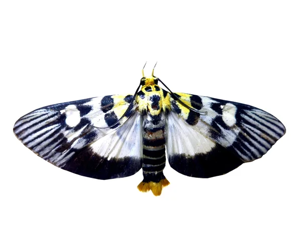 Színes pillangó elszigetelt fehér — Stock Fotó