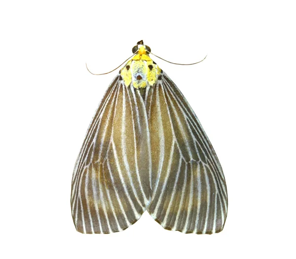 Borboleta colorida isolada em branco — Fotografia de Stock