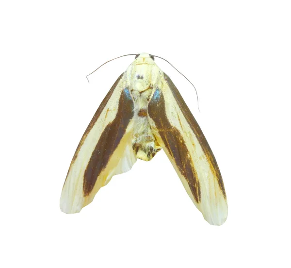 화려한 나비 흰색 절연 — 스톡 사진