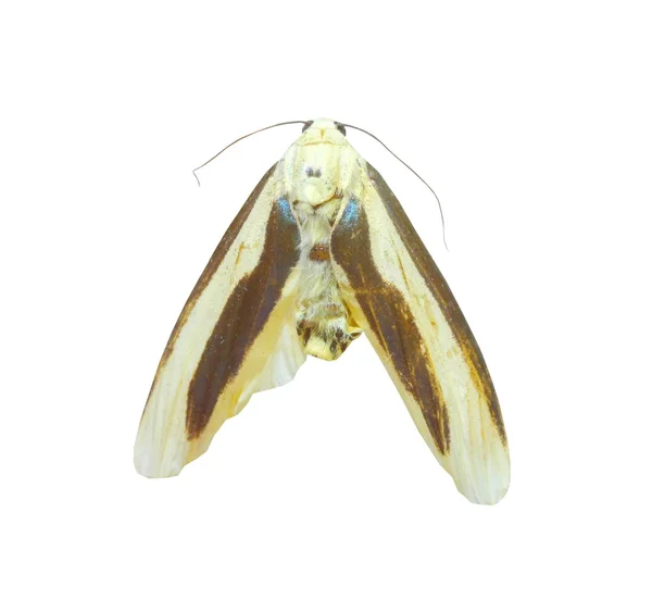 Mariposa colorida aislada en blanco — Foto de Stock