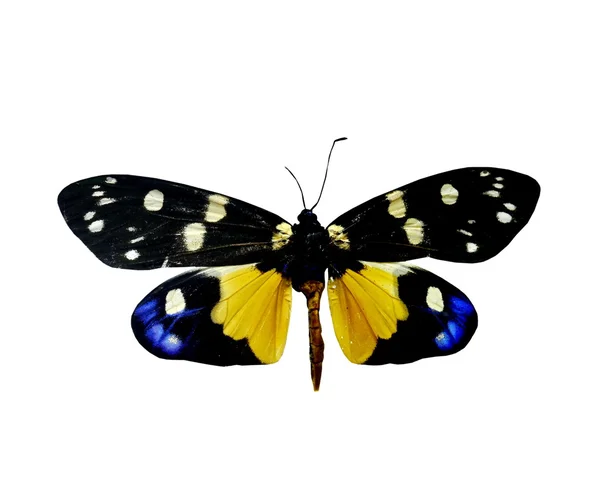 Borboleta colorida isolada em branco — Fotografia de Stock