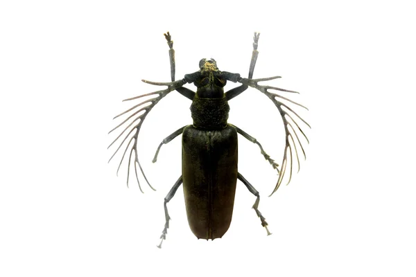 하얀 배경에 고립된 딱정벌레 — 스톡 사진