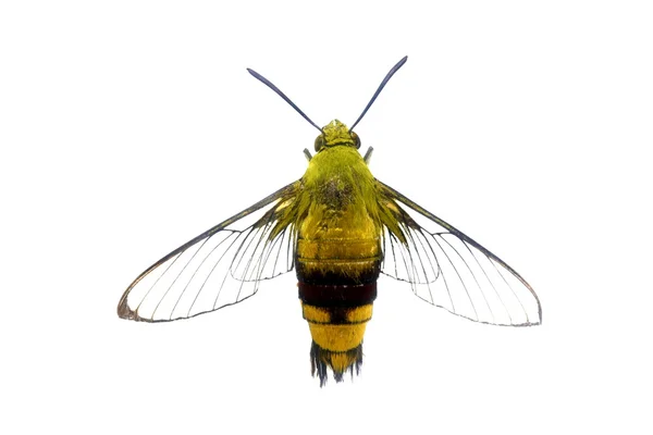 Bunte Schmetterling isoliert auf weiß — Stockfoto