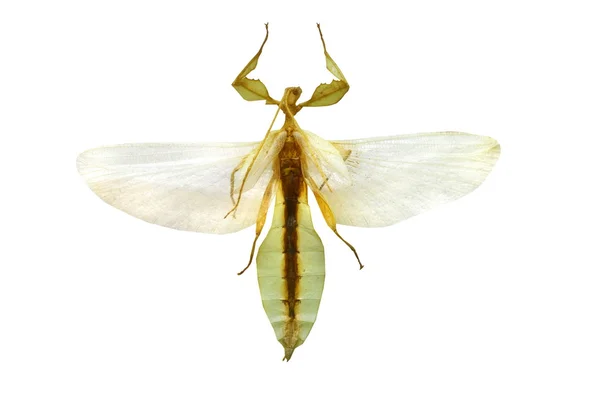 Big grasshopper isolated on white background — Stock Photo, Image