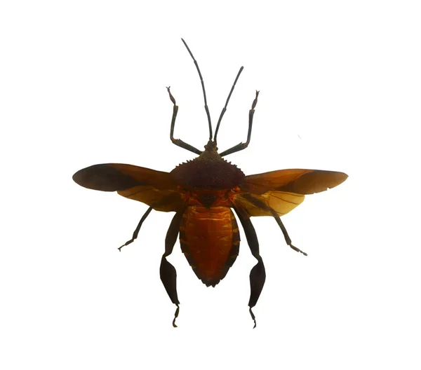 Nahaufnahme Hemiptera, Insekt isoliert auf weiß — Stockfoto