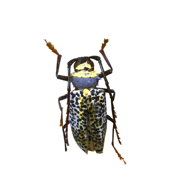 Escarabajo aislado sobre fondo blanco —  Fotos de Stock