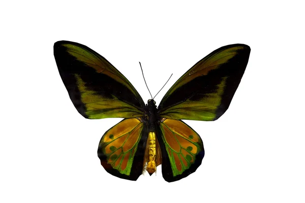 五颜六色的蝴蝶白上孤立 免版税图库图片