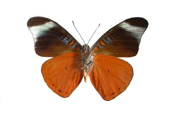 Mariposa colorida aislada en blanco Imagen de archivo