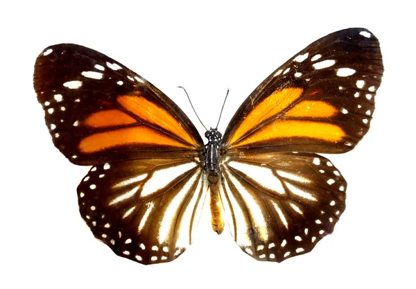 Mariposa colorida aislada en blanco Fotos de stock libres de derechos