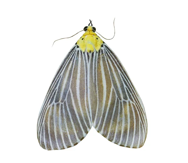 Mariposa colorida aislada en blanco Fotos De Stock Sin Royalties Gratis