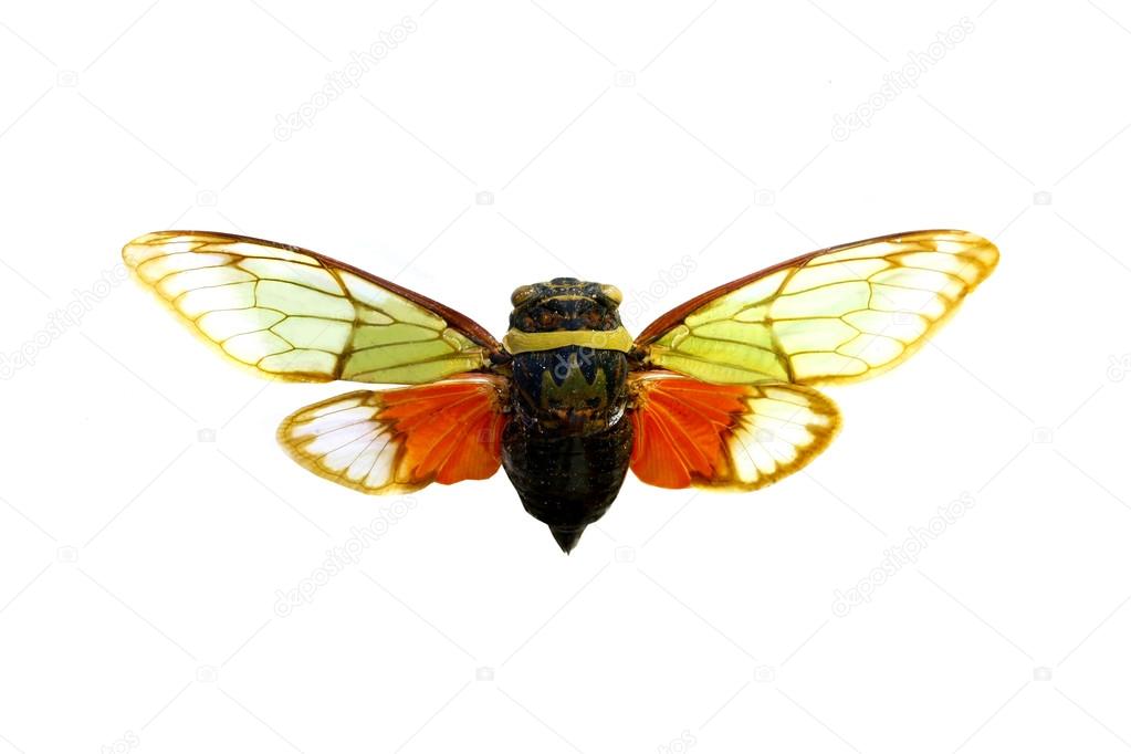 colorful cicada isolated on white background