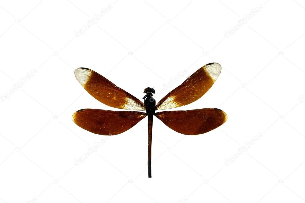 close up dragon fly isolated on white