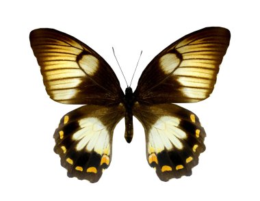 beyaz izole renkli kelebek