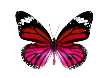 beyaz izole renkli kelebek